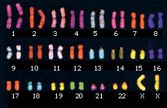 23 types of female chromosomes