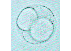 Έμβρυο τεσσάρων κυττάρων μία μέρα μετά τη γονιμοποίηση