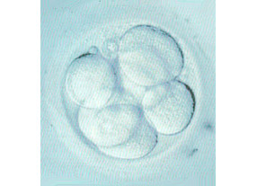 Έμβρυο 8 κυττάρων την τρίτη ημέρα μετά τη γονιμοποίηση